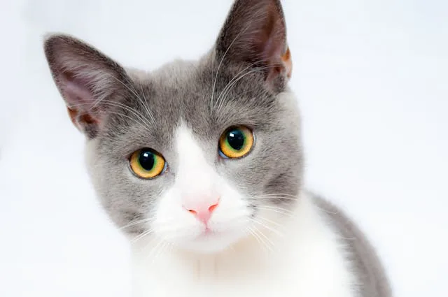 Pourquoi les chats considèrent-ils les souris comme des jouets ?
