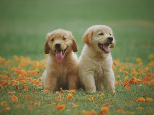 Comment les jouets aident-ils à diminuer l’anxiété chez les chiens ?